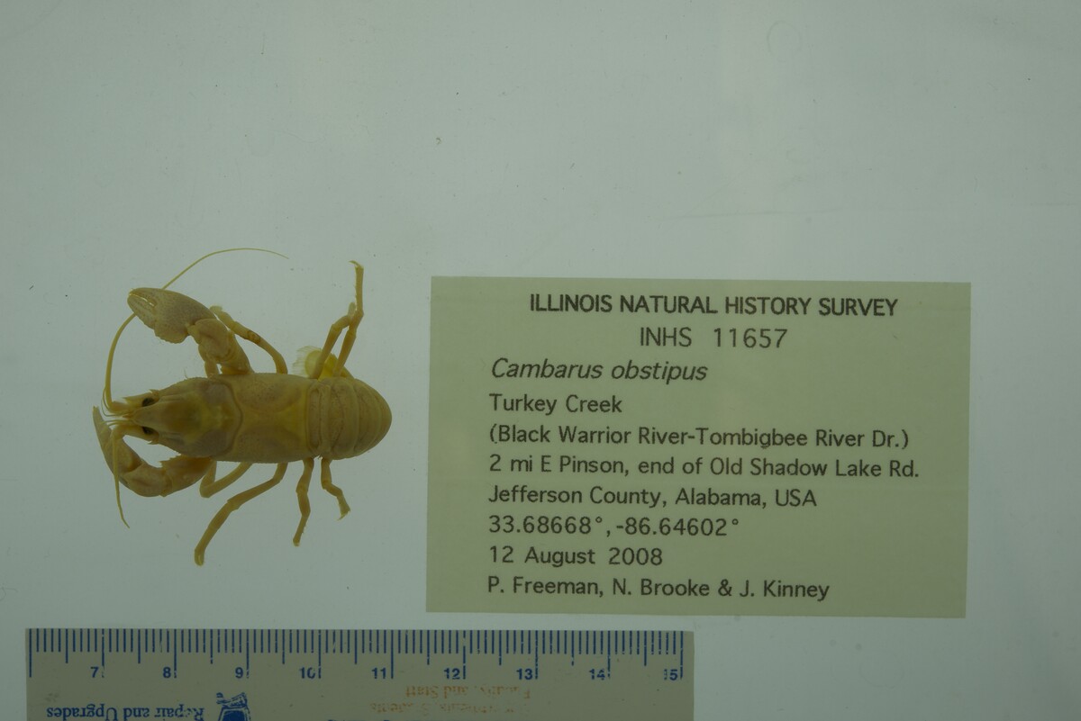 Cambarus obstipus image